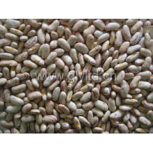 New Crop Chinese Light Speckled Kidney Bean